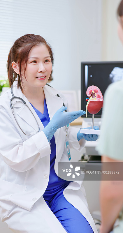 医生讲解肾脏模型图片素材