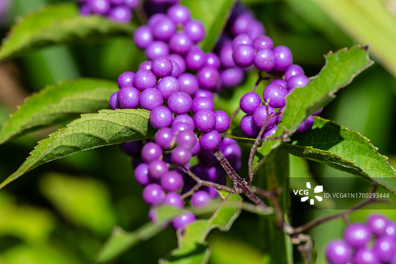 紫珠（Callicarpa japonica）的果实图片素材