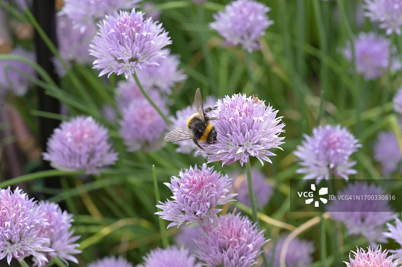 熊蜂采集紫色韭菜花花蜜图片素材