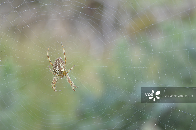 森林中蜘蛛网上的蜘蛛图片素材