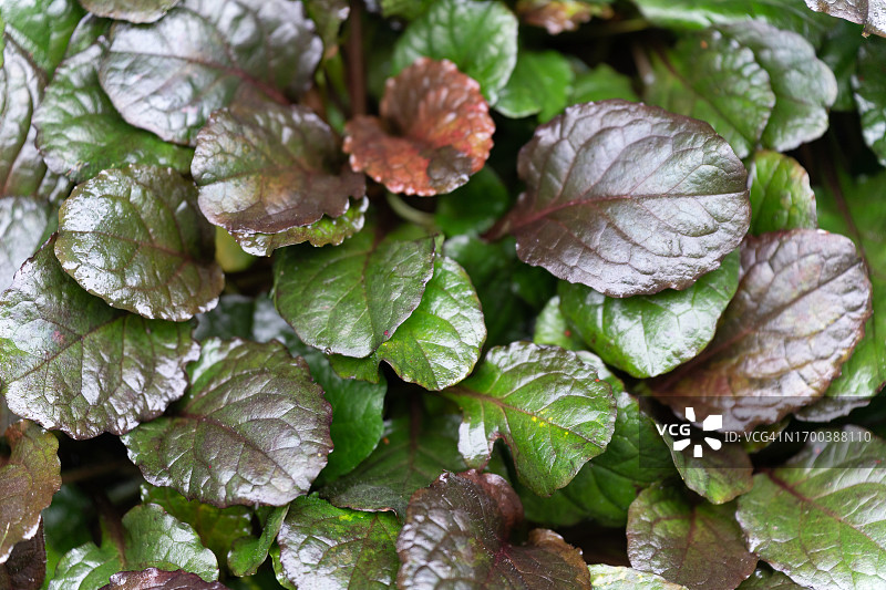 虎耳草叶子高角度视图图片素材