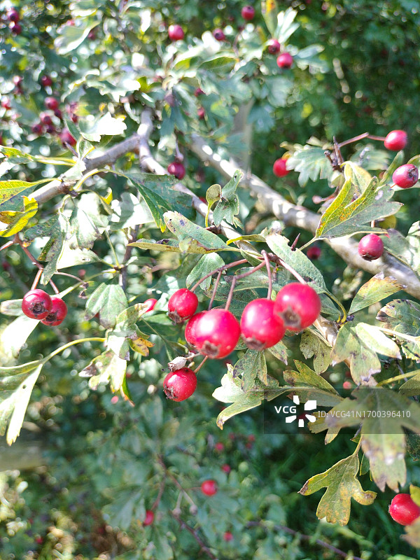 Calycine山楂的叶子和红色浆果图片素材