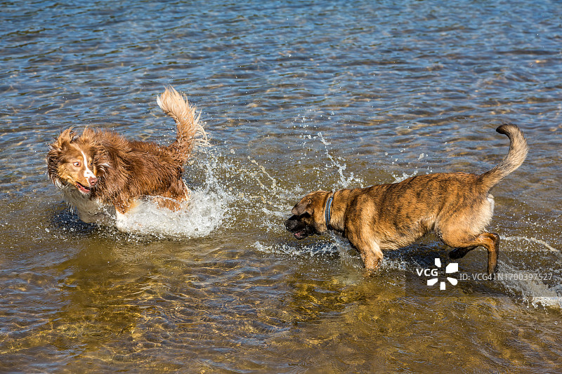 在热拉尔梅湖追逐柯利犬的比利时马里努阿犬图片素材