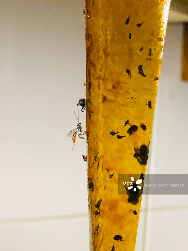 粘蝇纸图片素材