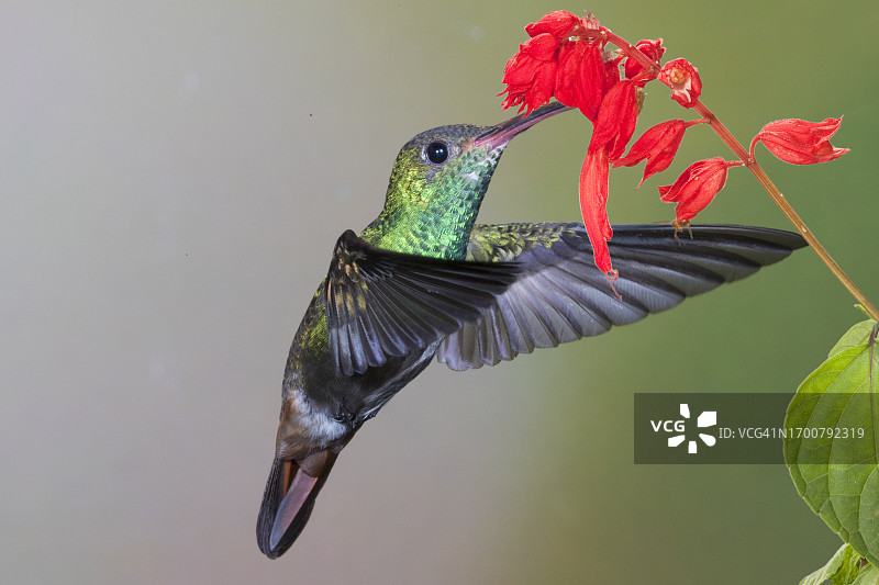 红尾蜂鸟采食花朵图片素材