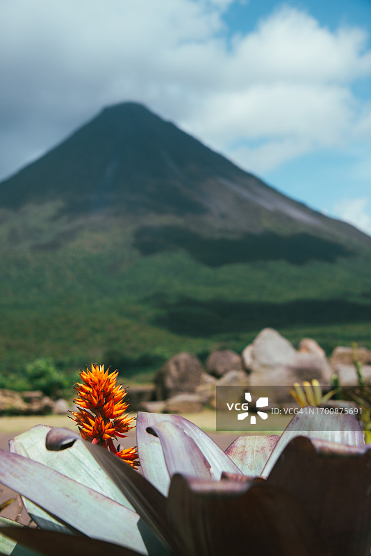 晴天时，哥斯达黎加阿雷纳火山背景下的花朵特写图片素材