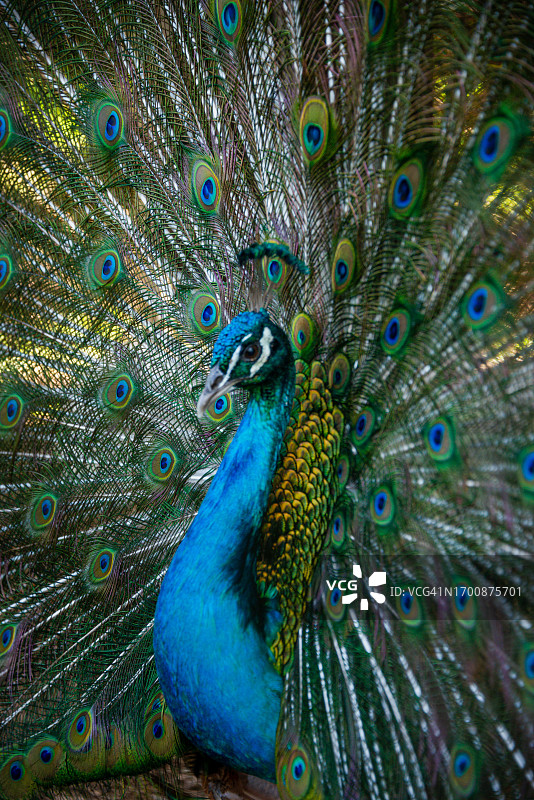 尾羽张开的蓝色孔雀特写，哥斯达黎加图片素材