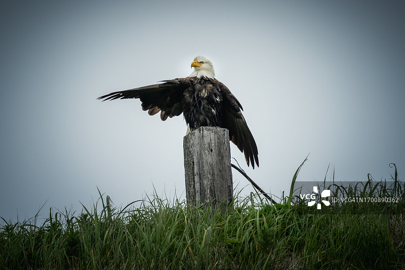 秃鹰图片素材