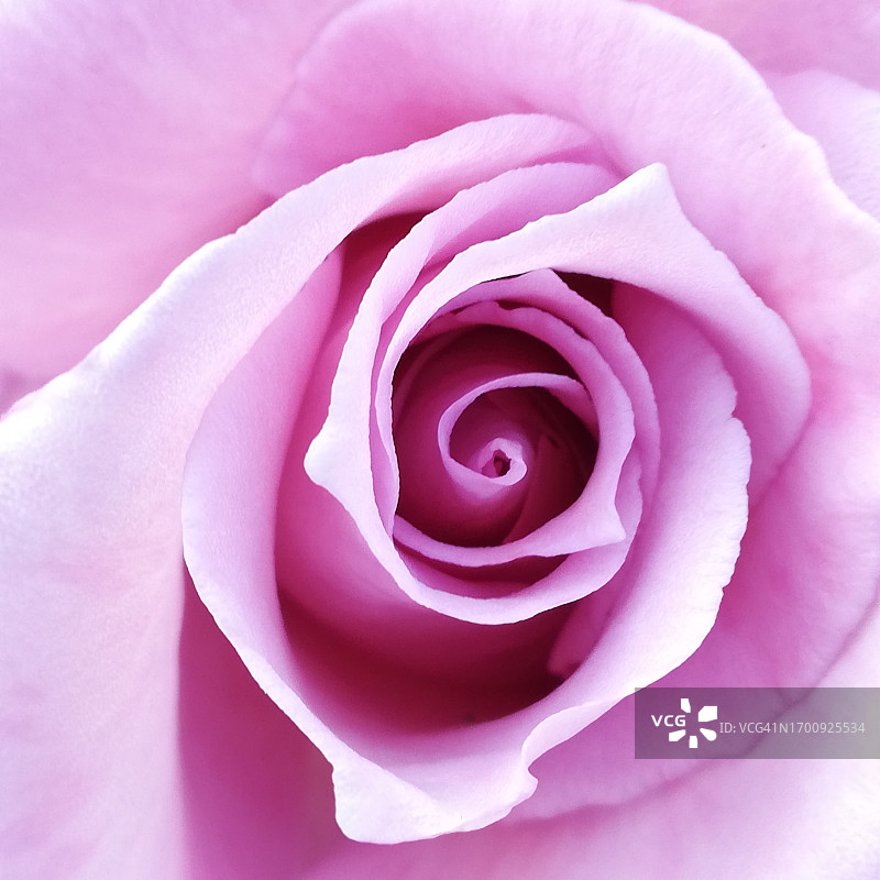 彩色玫瑰，紫色图片素材