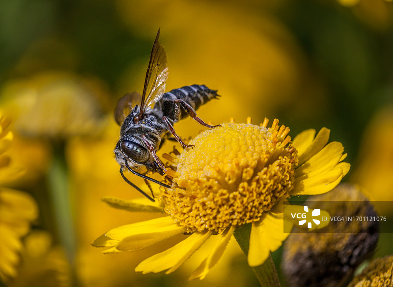 尖尾切叶蜂图片素材