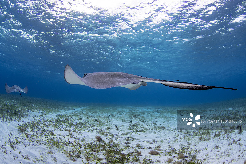 黄貂鱼图片素材