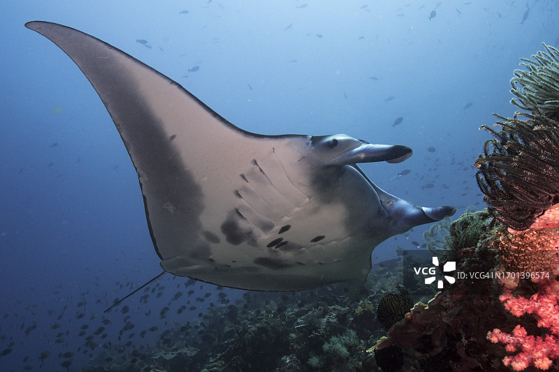礁石蝠鲼图片素材