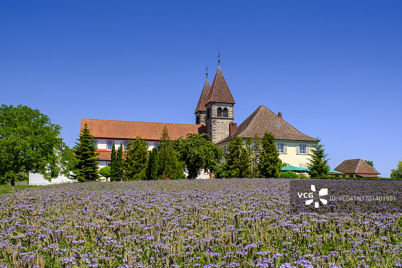 德国巴登-符腾堡州赖兴瑙圣彼得和保罗教堂前的紫色草地图片素材