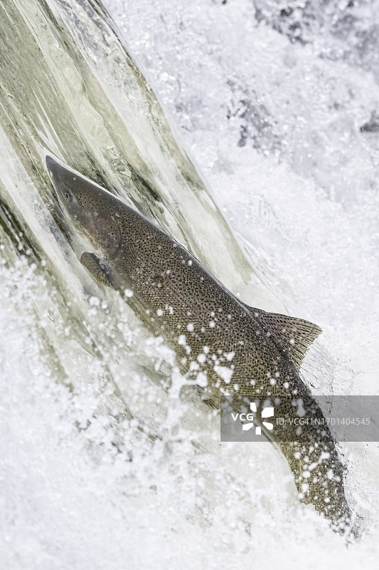 跃过堰坝的三文鱼图片素材