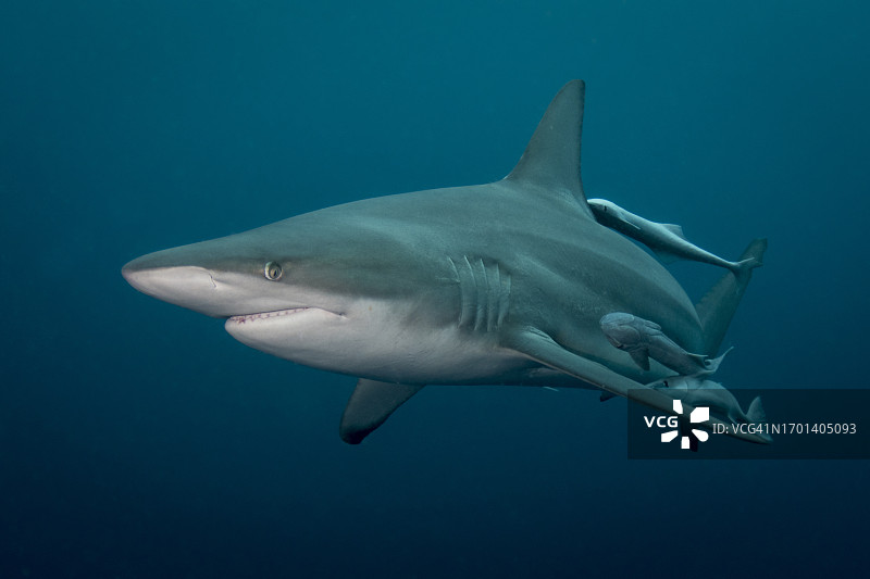 远洋黑鳍鲨图片素材
