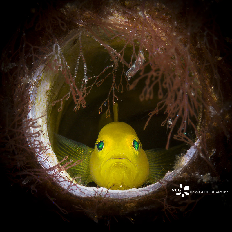 柠檬虾虎鱼图片素材