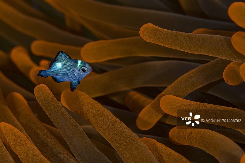 三点固沙鱼（幼鱼）图片素材