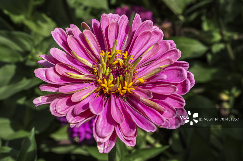 粉色百日草特写 - 先锋公园瓦拉瓦拉图片素材