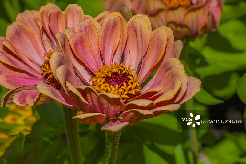 鲑鱼粉色百日草 - 先锋公园图片素材