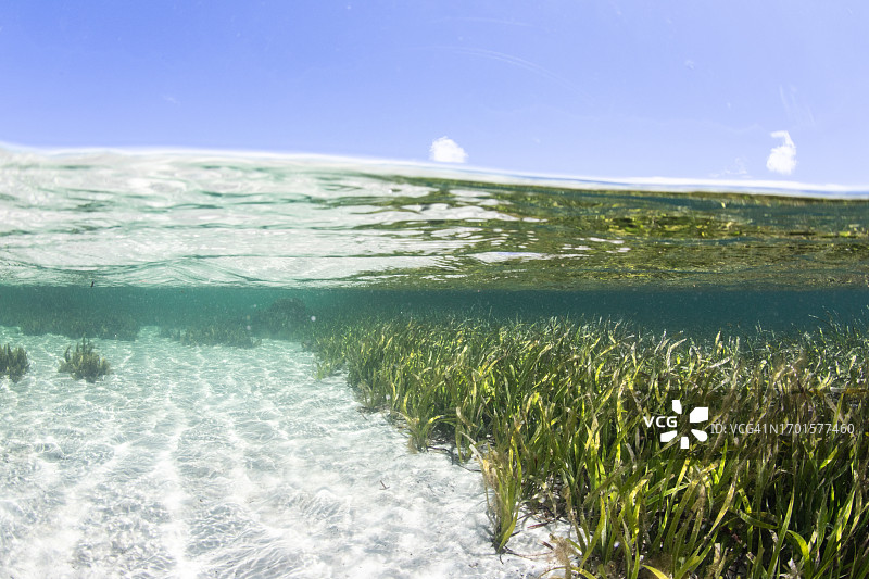 水下：蓝线上的海草，瑟鲁纳海滩，艾尔半岛，南澳大利亚图片素材