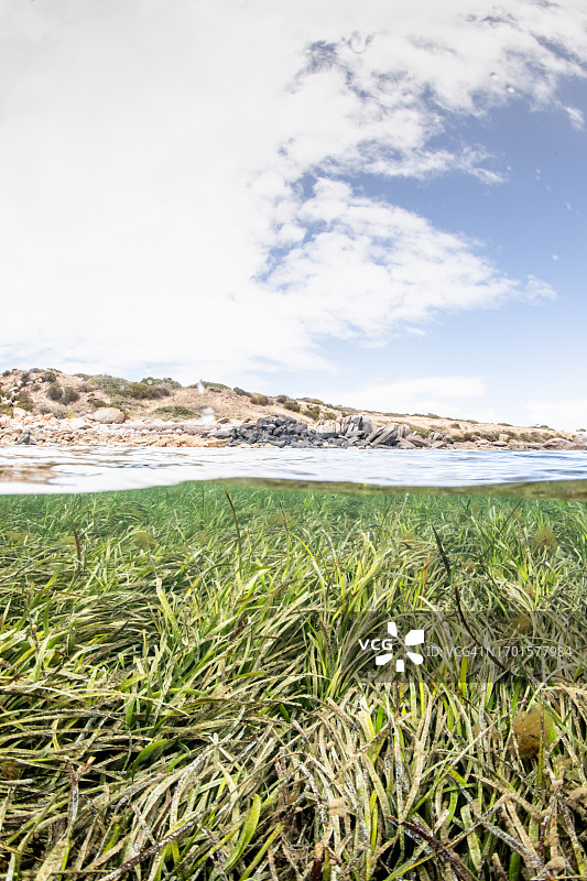 水下：浅水中的海草，斯潘塞湾，艾尔半岛，南澳大利亚图片素材
