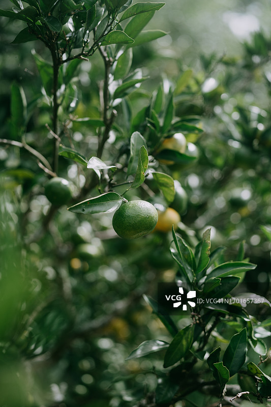 蜜柑橘子图片素材