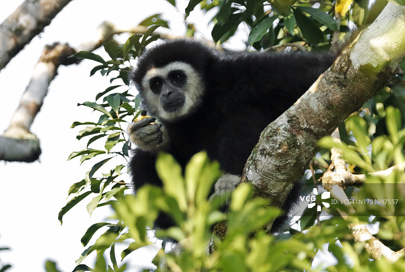 白掌长臂猿图片素材
