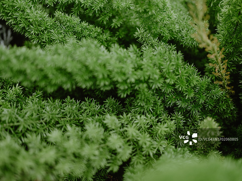 植物特写图片素材