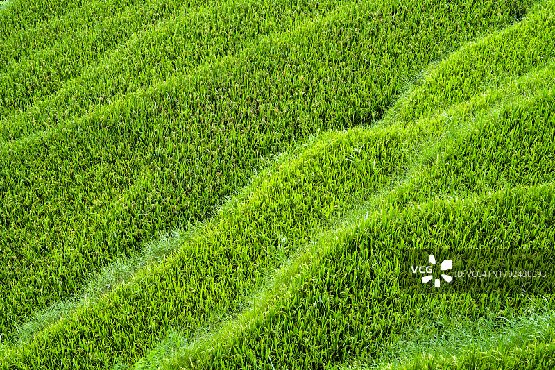绿色稻田背景图片素材