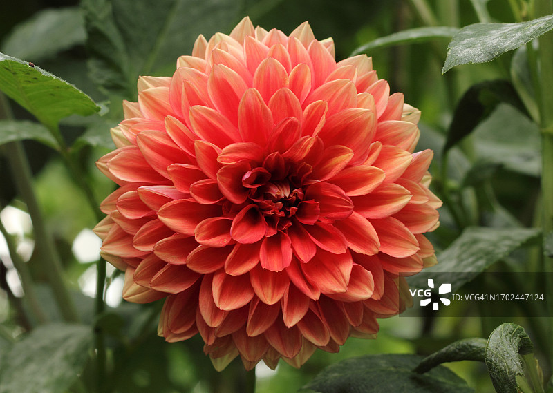 大丽花花园图片素材