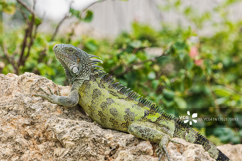 鬣蜥图片素材
