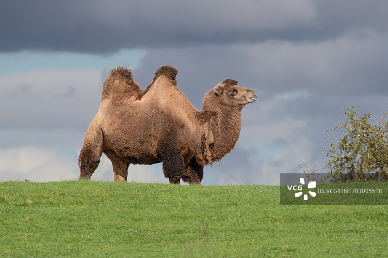 山丘上的骆驼图片素材