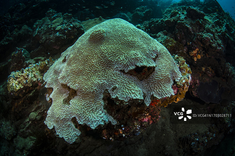 迷宫珊瑚图片素材