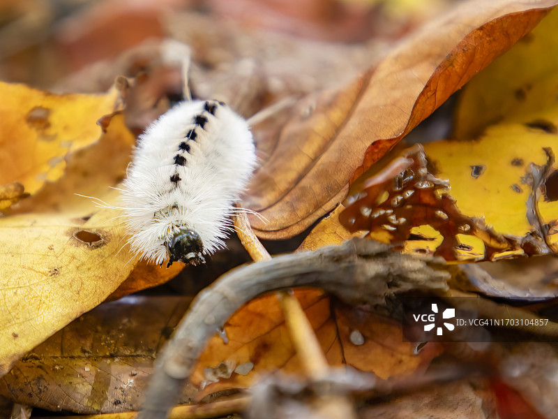 山核桃苔藓蛾图片素材