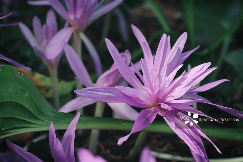 秋季重瓣番红花 - 秋天的春意图片素材