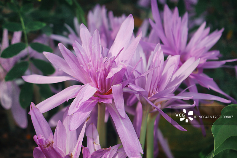 秋季重瓣番红花 - 秋天的春意图片素材