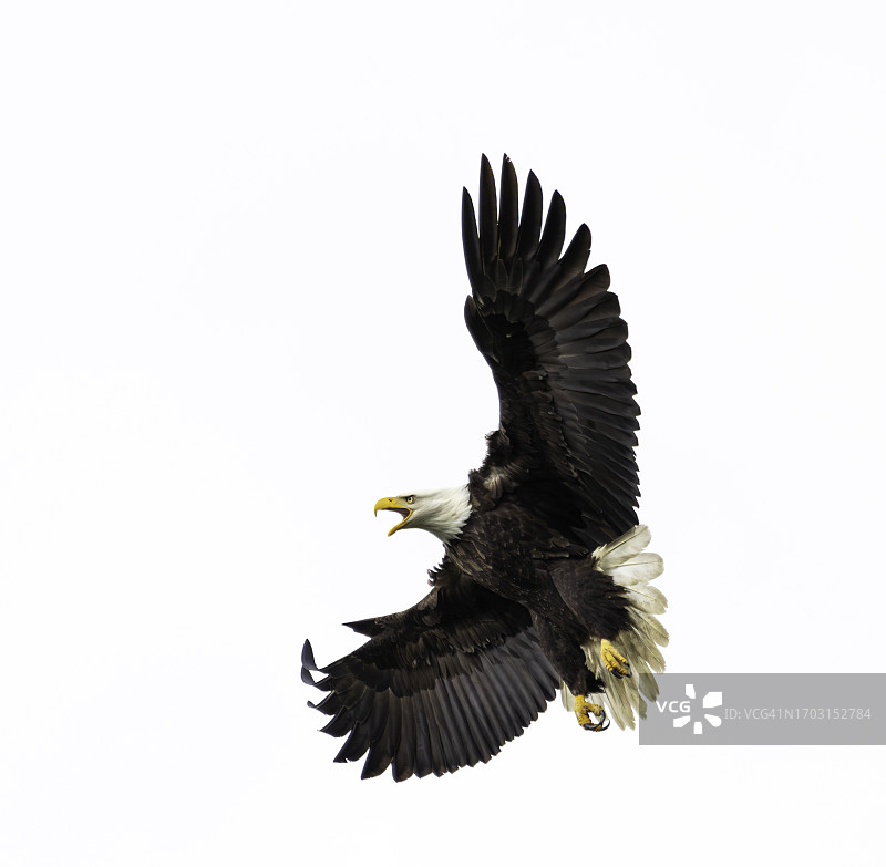 白头海雕准备降落在树上，白色背景，展开翅膀图片素材