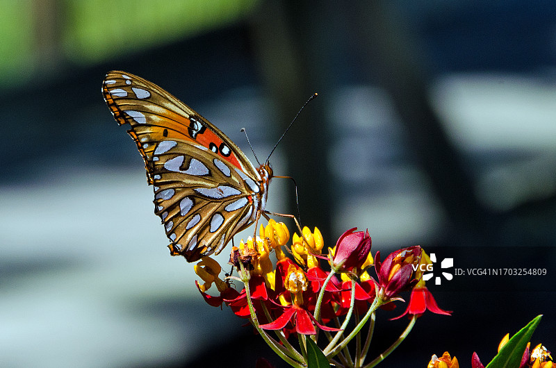 马利筋上的墨西哥湾蛱蝶图片素材