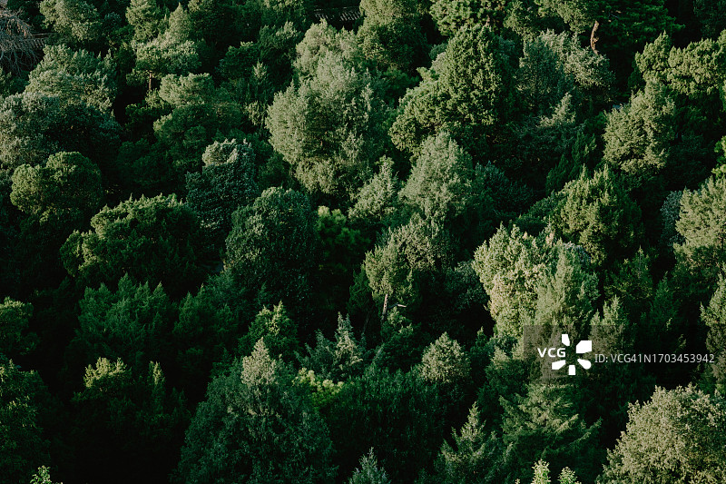 茂密的森林图片素材
