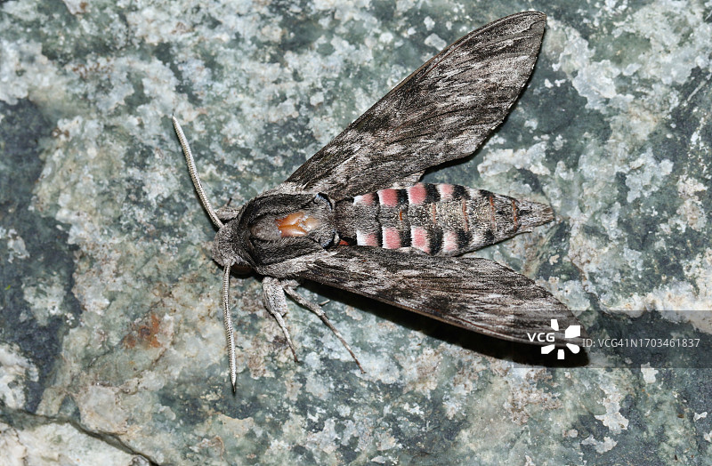 一只稀有的鬼脸天蛾停在岩石上图片素材