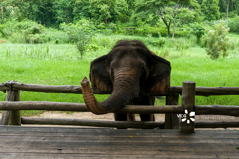 亚洲象图片素材