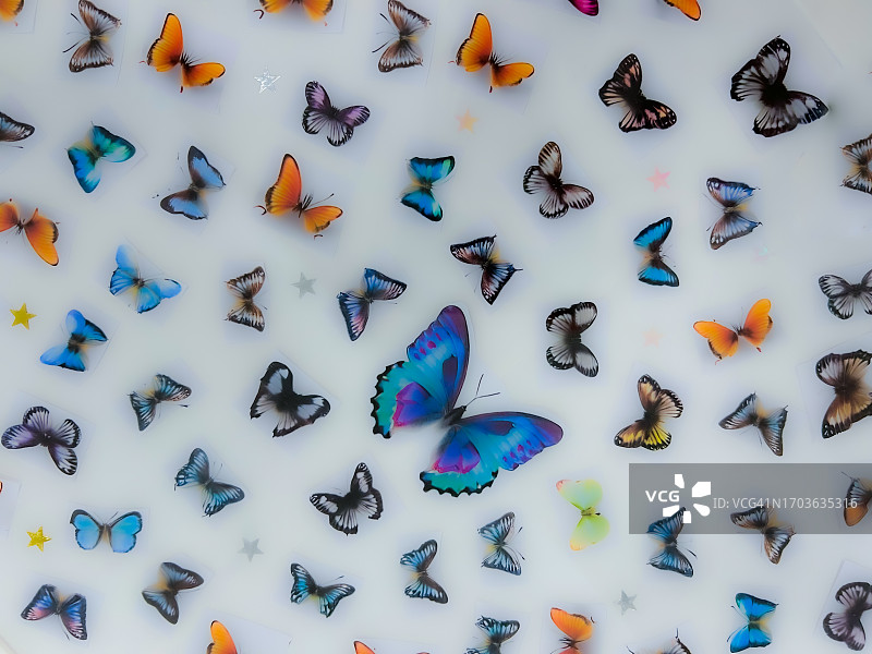 创意活动：五彩蝴蝶的奇妙世界图片素材