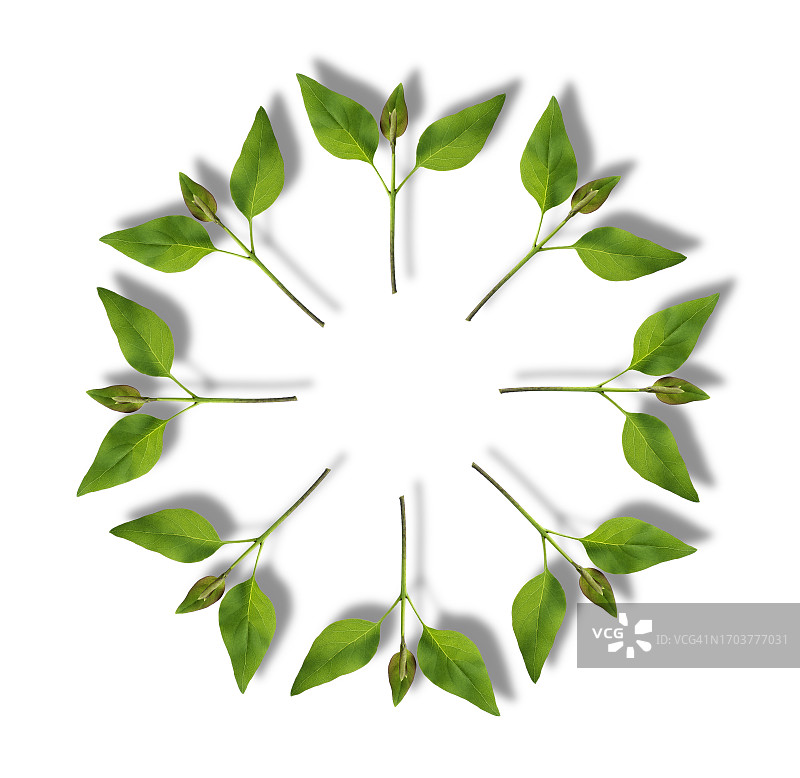 白色背景下带有绿叶的小树枝特写，带有一小块阴影图片素材