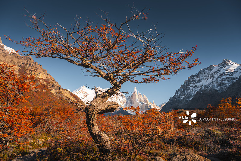 山毛榉树和托雷峰，阿根廷图片素材