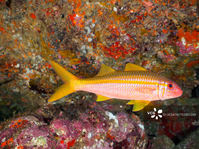 美丽的黄鳍山羊鱼在水下洞穴。  日本静冈县，南伊豆，加茂郡，伊豆半岛，中城，HIRIZO海滩， 摄于2023年9月23日。 在水下摄影。图片素材