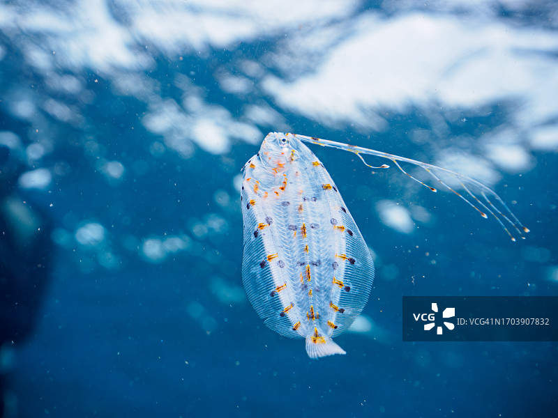 珍贵神秘的深海浮游鱼类：东方矮比目鱼幼鱼图片素材