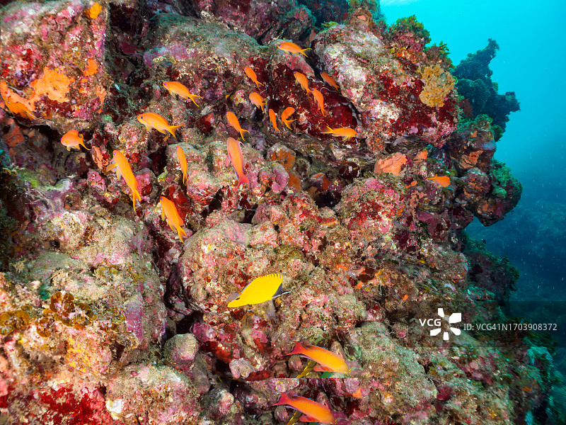 一群美丽的黄长吻蝴蝶鱼和海金鱼等，日本入间海岸，水下摄影图片素材