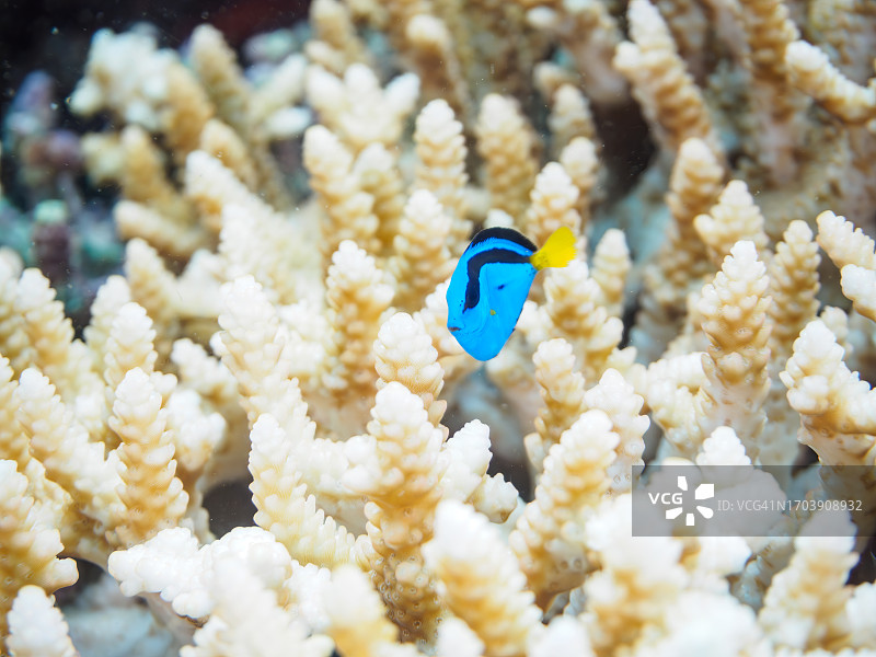 日本静冈伊豆半岛，美丽桌珊瑚中的可爱蓝刀鲷图片素材