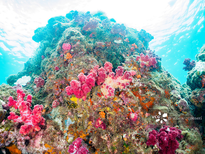 日本静冈县伊豆半岛：软珊瑚“Alcyonacea”图片素材