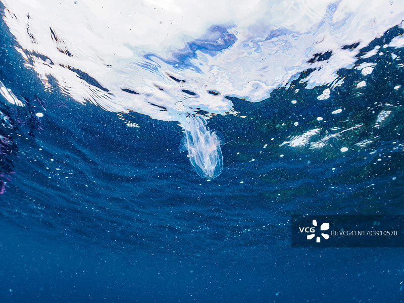 神秘的头盔水母图片素材